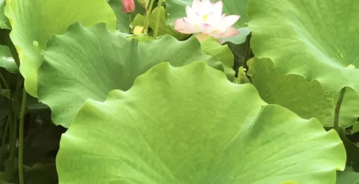 余姚梁弄六月荷花