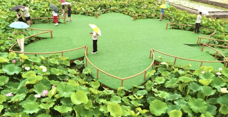 余姚梁弄六月荷花