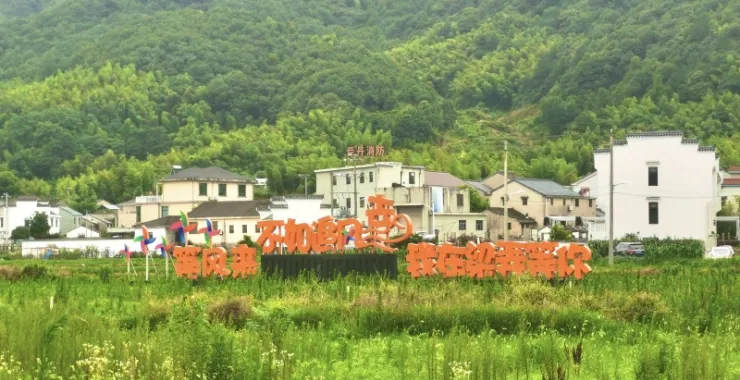 余姚梁弄六月荷花