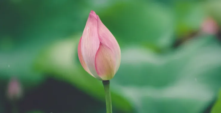 余姚梁弄六月荷花汪巷夏日夏至荷叶
