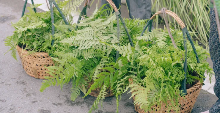 余姚特产杨梅水果卖杨梅挑杨梅