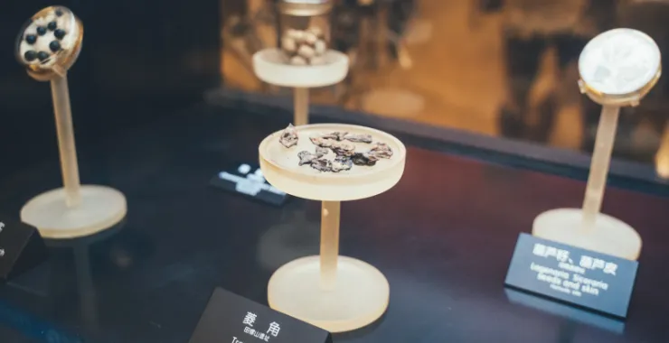 余姚博物馆展品文物菱角